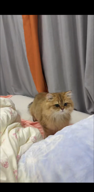 肥臀bbw